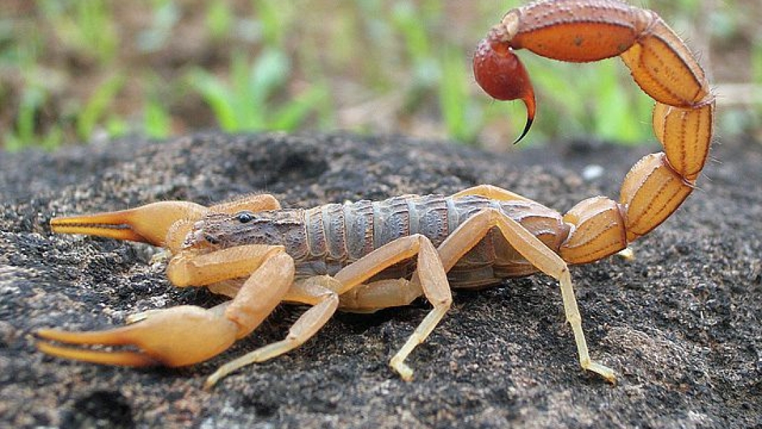 escorpiao