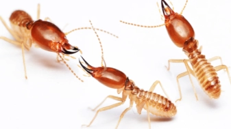 Termites-Hero-600x300